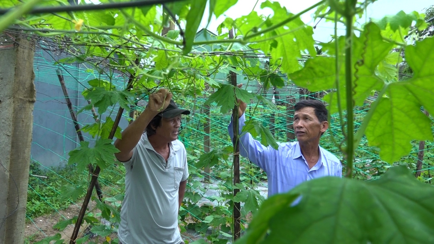 Khổ qua trở thành loại cây chủ lực, sản phẩm OCOP tiêu biểu giúp nông dân thôn Phú Mỹ có thu nhập khá. Ảnh: H.Đ