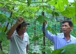 Khổ qua trở thành loại cây chủ lực, sản phẩm OCOP tiêu biểu giúp nông dân thôn Phú Mỹ có thu nhập khá. Ảnh: H.Đ